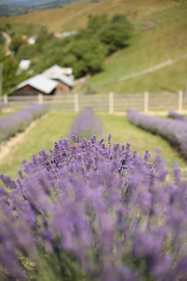 Lavender Valley Perekrestnoye Dış mekan fotoğraf