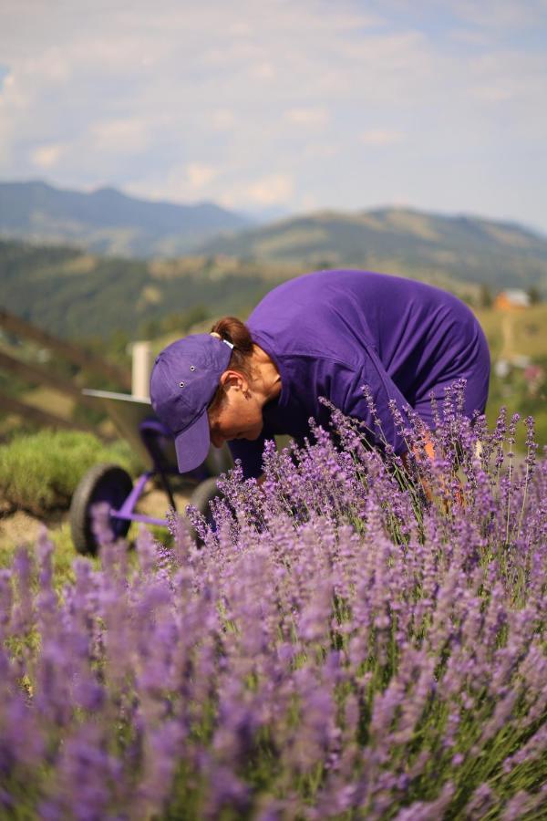 Lavender Valley Perekrestnoye Dış mekan fotoğraf