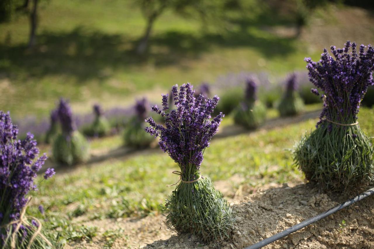 Lavender Valley Perekrestnoye Dış mekan fotoğraf